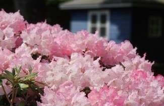 Afbeelding Rododendron 'Marlis' - Rhododendron yakushimanum 'Marlis'