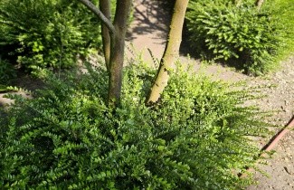 Afbeelding Struikkamperfoelie - Lonicera nitida Maigrun