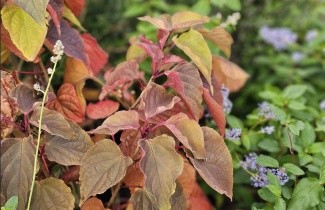 Afbeelding Kansenboom - Clerodendrum trichotomum