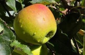 Afbeelding Appel 'James Grieve' - Malus domestica 'James Grieve'