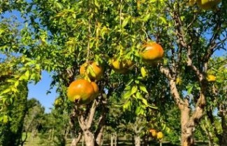 Afbeelding Granaatappel - Punica granatum