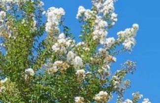 Afbeelding Lagerstroemia indica CV - Lagerstroemia indica CV