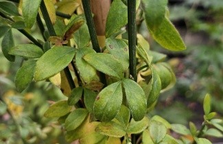 Afbeelding Winter Jasmijn - Jasminum nudiflorum