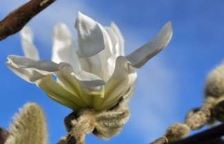 Afbeelding Magnolia stellata - Magnolia stellata