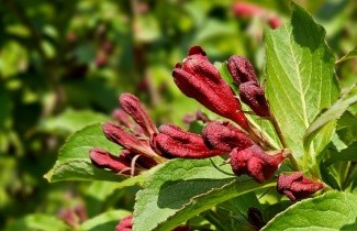 Afbeelding Weigela 'Red Prince' - Weigela florida 'Red Prince'