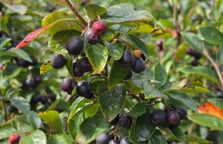 Afbeelding Glanzende dwergmispel - Cotoneaster lucidus