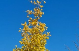 Afbeelding Japanse Notenboom 'Saratoga' - Ginkgo biloba 'Saratoga'