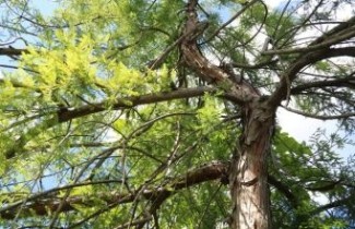 Afbeelding Moerascypres 'Pendulum' - Taxodium distichum 'Pendulum'