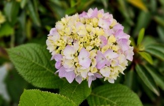 Afbeelding Hortensia 'Endless Summer' Roze - Hydrangea macrophylla Endless Summer Roze