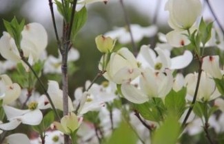 Afbeelding Veelbloemige kornoelje 'Cloud Nine' - Cornus florida 'Cloud Nine'