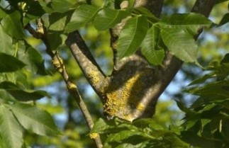 Afbeelding Es - Fraxinus excelsior