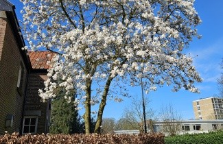 Afbeelding Magnolia kobus - Magnolia kobus
