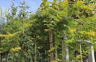 Afbeelding Japanse Esdoorn 'Dissectum' - Acer palmatum 'Dissectum'