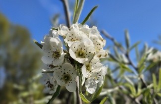 Afbeelding Wilgbladige peer - Pyrus salicifolia 'Pendula'