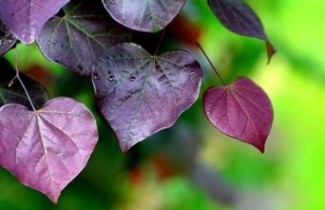 Afbeelding Amerikaanse Judasboom 'Ruby Falls' - Cercis canadensis 'Ruby Falls'