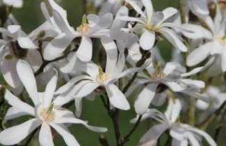 Afbeelding Magnolia 'Royal Star' - Magnolia stellata 'Royal Star'