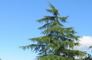 Afbeelding Himalayaceder 'Pendula'  - Cedrus deodara 'Pendula'
