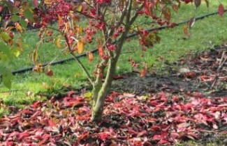 Afbeelding Gewone Kardinaalshoed - Euonymus europaeus 'Red Cascade'