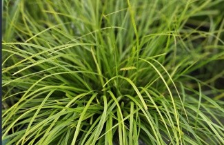 Afbeelding Japanse zegge 'Evergreen' - Carex oshimensis 'Evergreen'