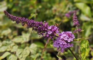 Afbeelding Dwerg Vlinderstruik 'Flutterby Lavender' - Buddleja davidii 'Flutterby Lavender'