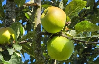 Afbeelding Appel 'Jacques Lebel' - Malus domestica 'Jacques Lebel'