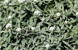 Afbeelding Witte knoop - Anaphalis triplinervis