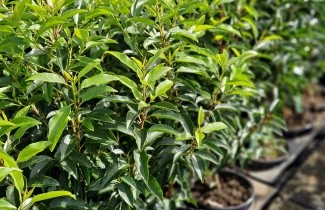 Afbeelding Portugese Laurierkers - Prunus lusitanica 'Angustifolia'