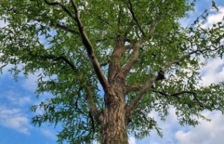 Afbeelding Kronkelwilg - Salix babylonica 'Tortuosa'