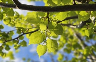 Afbeelding Mongoolse Lindeboom - Tilia mongolica 'Buda'