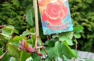 Afbeelding Klimroos 'Alibaba' - Rosa 'Alibaba'