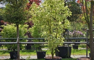 Afbeelding Gevlekte Noorse Esdoorn - Acer platanoides 'Drummondii'