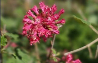 Afbeelding Ribes 'King Edward VII' - Ribes sanguineum 'King Edward VII'