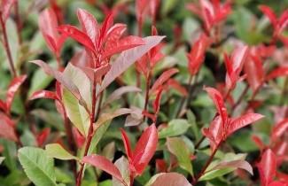 Afbeelding Glansmispel 'Little Red Robin' - Photinia fraseri 'Little Red Robin'