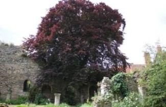 Afbeelding Rode Beuk 'Swat Magret' - Fagus sylvatica 'Swat Magret'