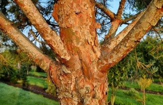 Afbeelding Grove den 'Glauca' - Pinus sylvestris 'Glauca'