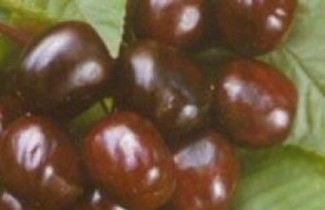 Afbeelding Kers "Merchant" - Prunus Avium 'Merchant'