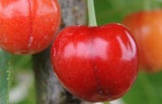 Afbeelding Kers "Merton Premier" - Prunus Avium 'Merton Premier'