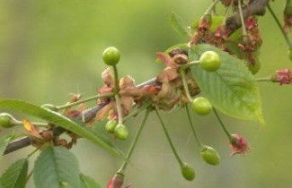 Afbeelding Kers "Morel P2" - Prunus cerasus 'Morel P2'