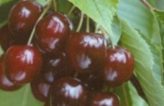 Afbeelding Kers "Octavia" - Prunus avium 'Octavia'