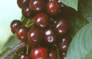 Afbeelding Kers "Pollux" - Prunus avium 'Pollux'