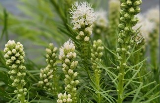 Afbeelding Lampenpoetser wit - Liatris spicata 'Alba' per kist á 24 st.