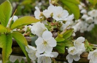 Afbeelding Kers "Stella"	  - Prunus avium 'Stella'