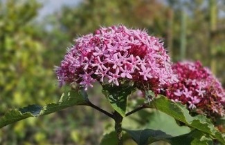 Afbeelding Pindakaasstruik, Kansenboom - Clerodendrum Bungei