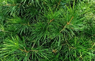 Afbeelding Kransspar - Sciadopitys verticillata