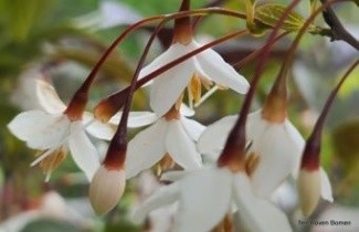 Afbeelding Storaxboom 'Evening Light' - Styrax japonicus 'Evening Light'