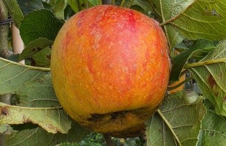 Afbeelding Appel 'Alkmene' - Malus domestica 'Alkmene'