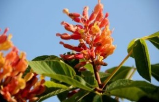Afbeelding Roze rode dwergkastanje voor de kleine tuin - Aesculus pavia 'Rosea Nana'