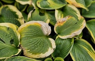 Afbeelding Hartlelie 'Frances Williams' - Hosta siebol. 'Frances Williams'