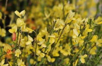 Afbeelding Brem 'Allgold' - Cytisus praecox 'Allgold'