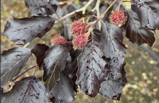 Afbeelding Rode Beuk 'Riversii' - Fagus sylvatica 'Riversii'